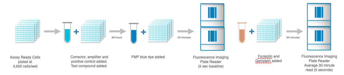 Illustrated assay workflow begins with plating assay-ready cells, followed by addition of corrector, amplifier, positive control and test compounds and then the FMP blue dye. Process conlcudes with two fluorescence imaging plate reader steps: a 5-second baseline read and a 30-minute read after the addition of Forskolin and Genistein.